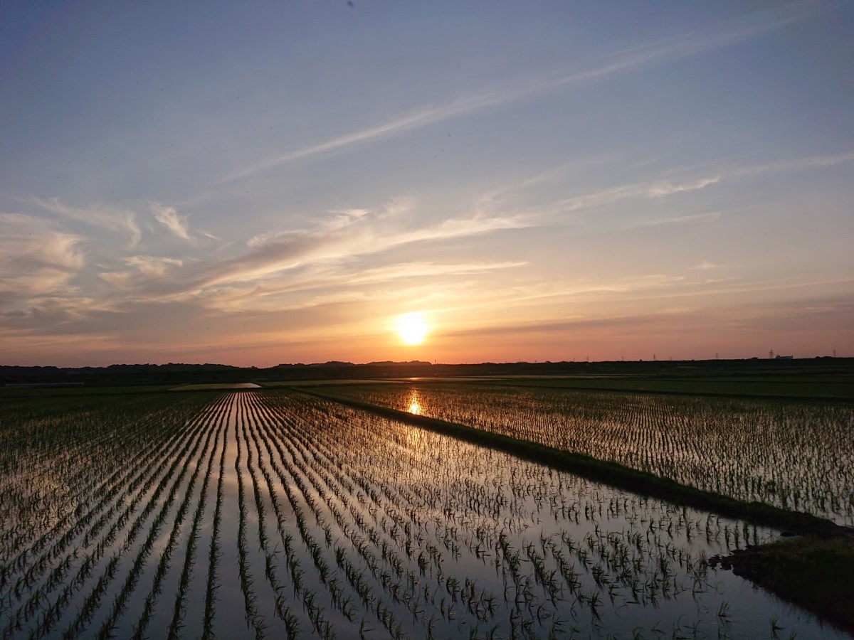 田植えを終えた朝焼けの水田