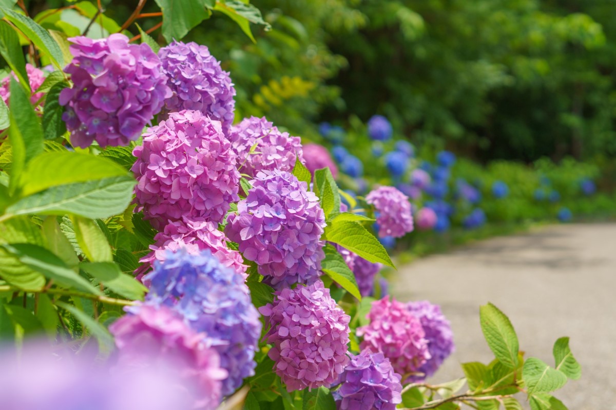 あじさいのある小道